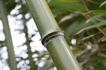 Bambuko sąauga