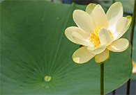 Geltonas lotosas ir žalias lotoso lapas