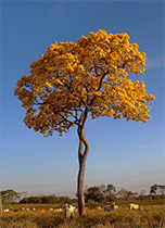 Geltonas medis